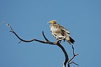 DSC_0492.JPG