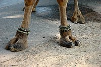 DSC_1234.JPG