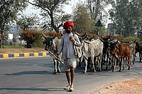 DSC_1239.JPG