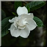 DSC_0350.JPG