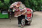 DSC_1706.JPG