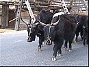 chine0242.jpg