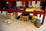 DSC_1710.JPG