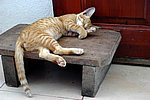 DSC_1711.JPG
